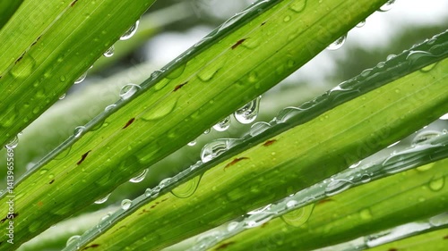 water of rainning drop on leaf of palm tree, natural motion scene