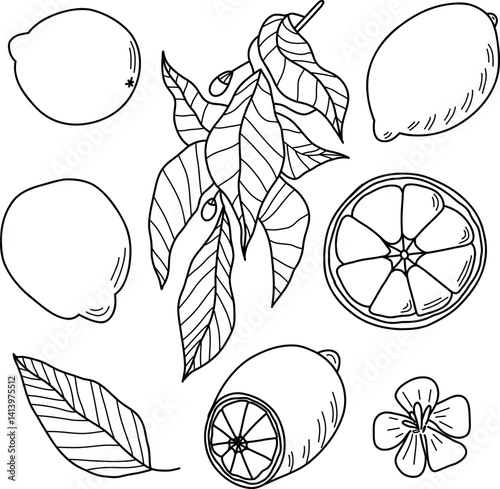 Hand-Drawn Lemon Illustrations Featuring Slices, Leaves, and Blossoms. Detailed black-and-white vector illustration of lemons, slices, leaves, and flowers, ideal for coloring books and decorations.