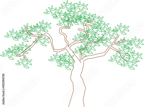 Mahogany is a hardwood tree native to tropical and subtropical regions.