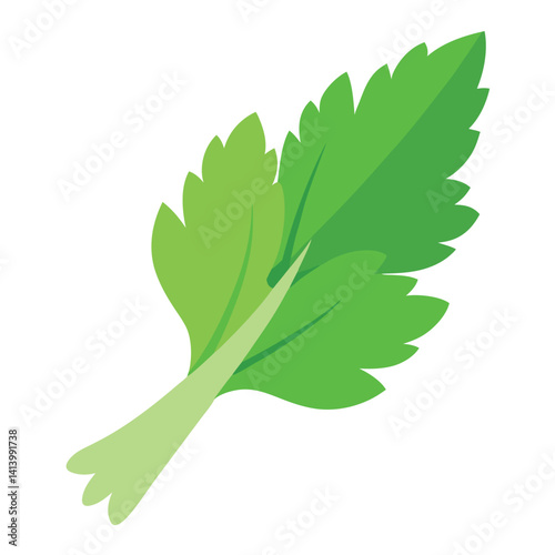 Fresh celery leaf single on clean white background. 