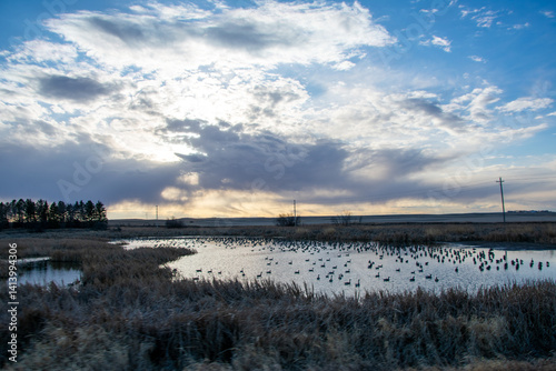 Migrating geese resting on a pond near sunset North Dakota