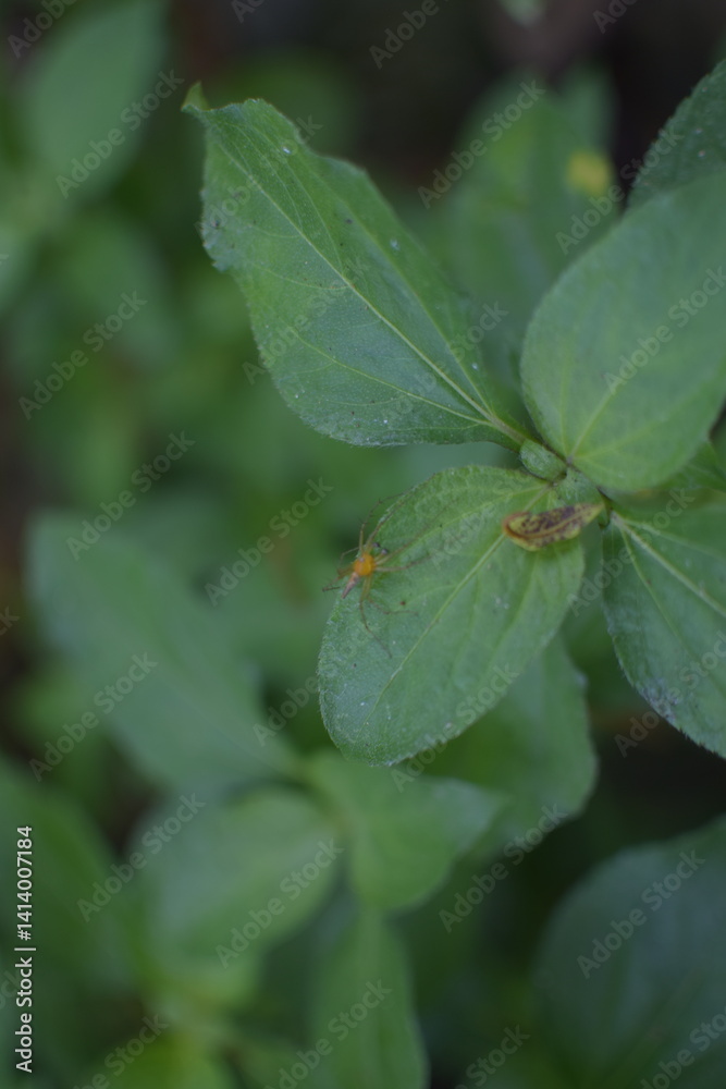 A close-up of a colorful spider with a yellow patterned back resting on its web in a green forest. A close-up of a colorful spider with a yellow patterned back resting on its web in a green forest.