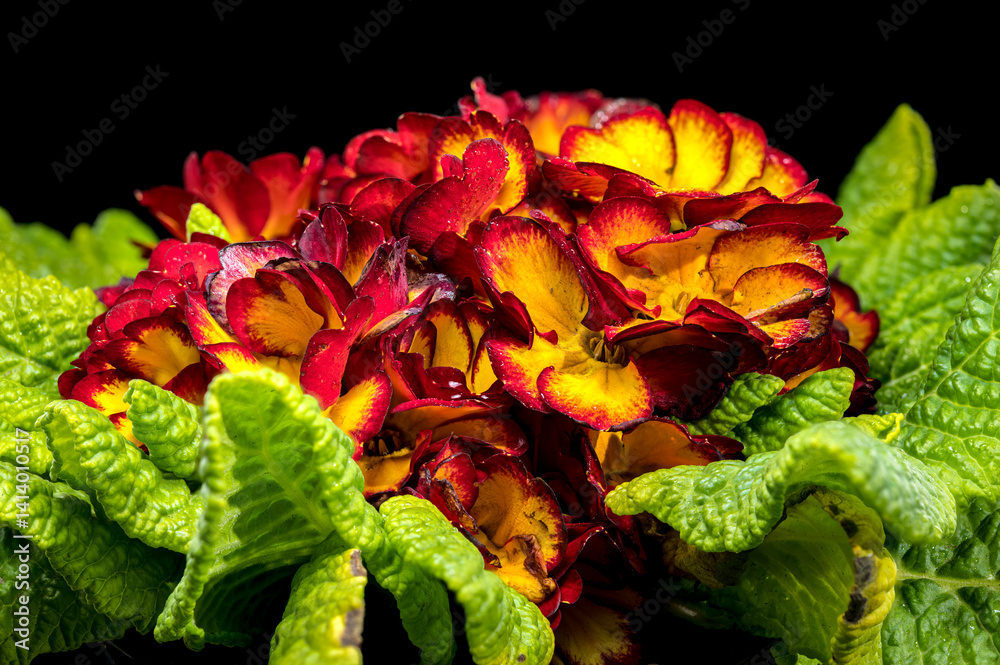 Vivid red Primula Bloom with Dew Drops