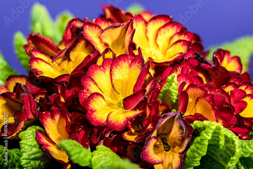 Cheerful Red and Yellow Primrose Bloom Against Deep Blue