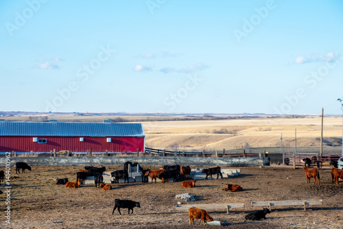 Herd of cows in pen early spring North Dakota