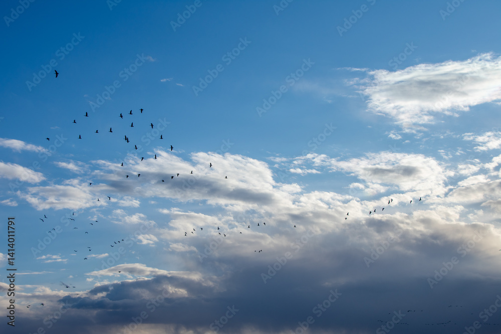 Εκτύπωση καμβά Geese migrating early spring North Dakota