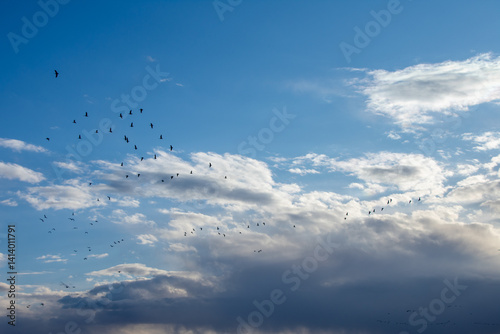 Foto Geese migrating early spring North Dakota