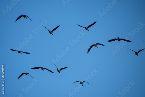 Geese migrating early spring North Dakota
