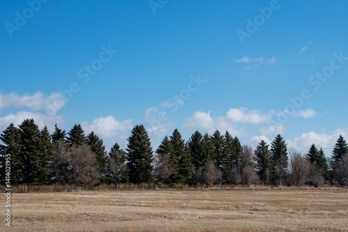 Shelterbelt separating the farmers' fields