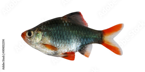 Green tiger barb fish (Puntigrus tetrazona) on transparent background