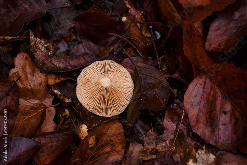 Top of white mushroom in brown leaves