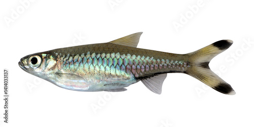 Scissortail rasbora fish (Rasbora trilineata) on transparent background