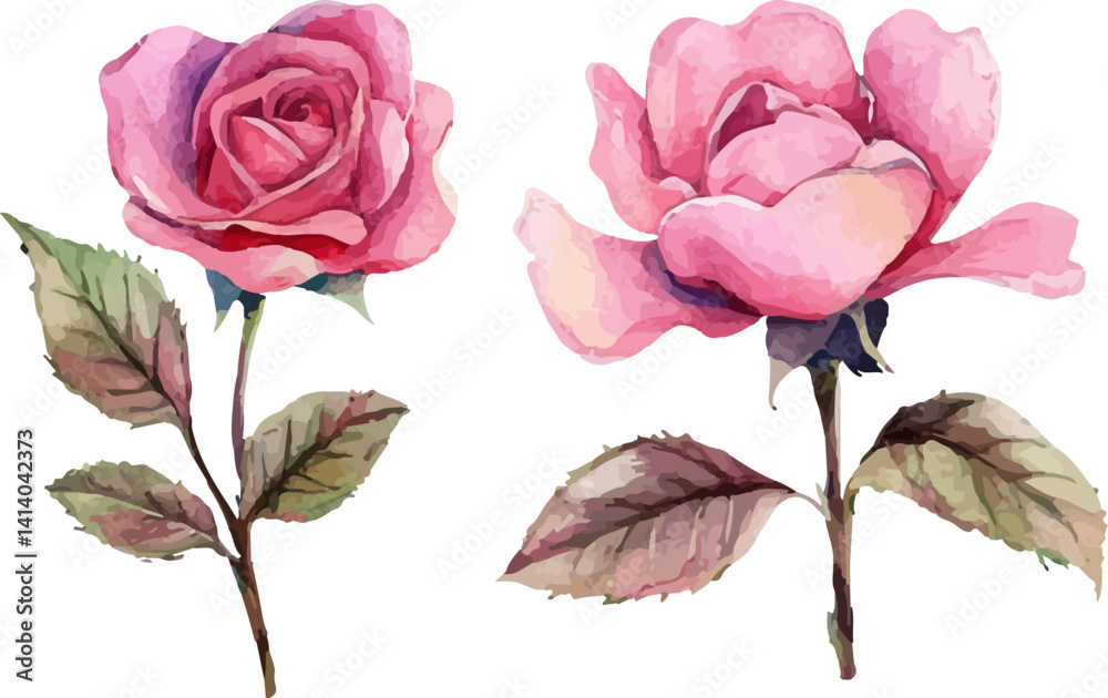 Obraz premium pink rose isolated on white background