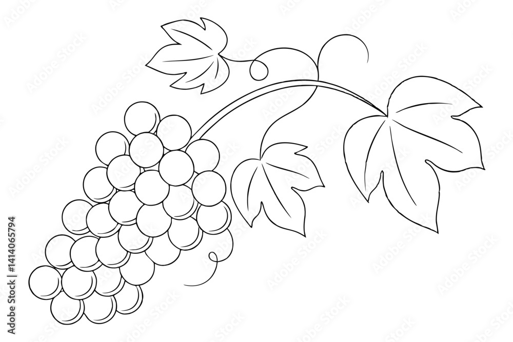 sweet grapes food concept drawing sweet grapes food concept drawing