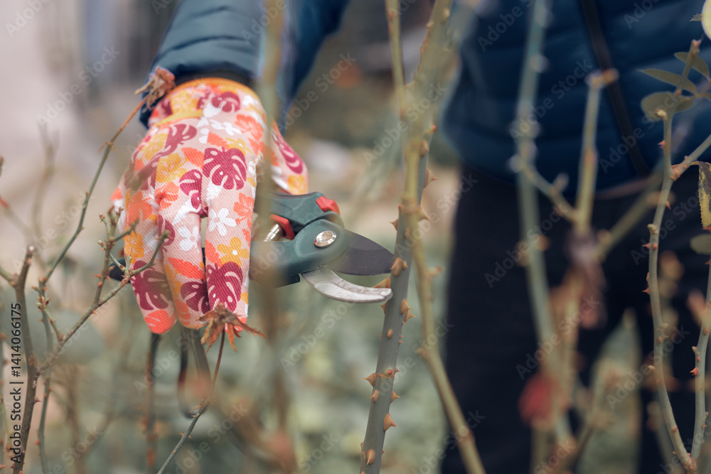 Gardener using pruning shears, taking care of roses, plants and other flowers.