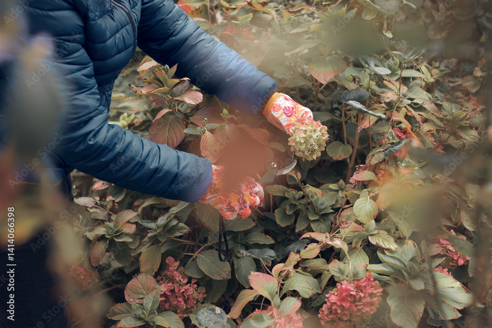 Gardener using pruning shears, taking care of roses, plants and other flowers.