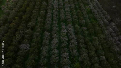 Aerial rising shot over white blooming rows of almond trees in fields with hills in the background at dawn
