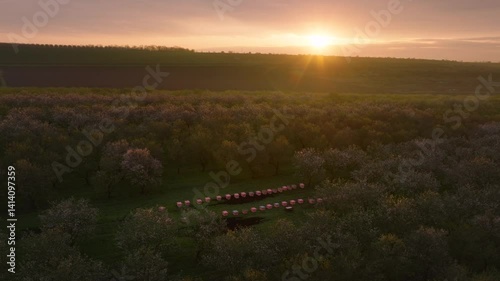Aerial view of a beekeeping site with pink beehives in the middle of an orchard of blooming almond trees in rows at sunrise with the sun on the horizon