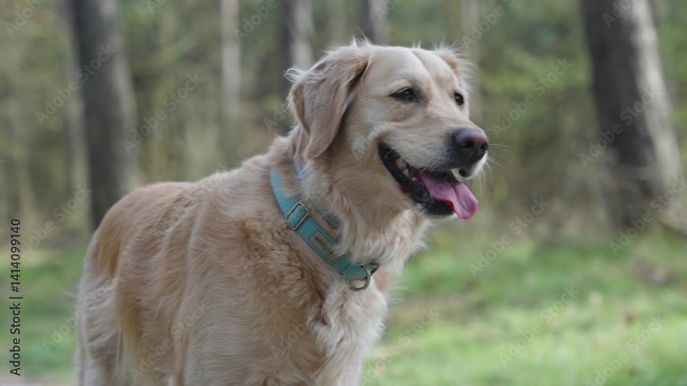 Golden retriever sitting calmly beside a forest trail with tongue out, enjoying the fresh air on a spring day Golden retriever sitting calmly beside a forest trail with tongue out, enjoying the fresh air on a spring day