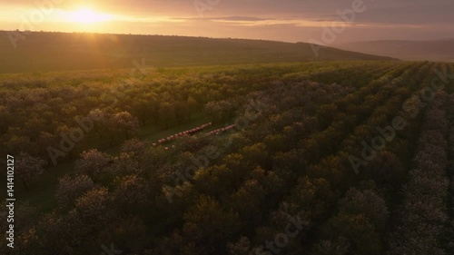 Aerial view of a beehive island in the middle of a field with rows of blooming almond trees at sunrise