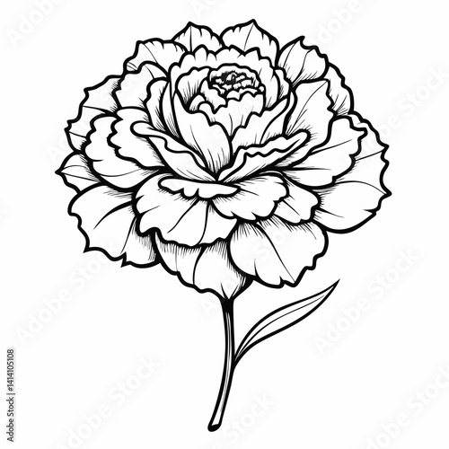 hand drawn carnation flower outline illustration 