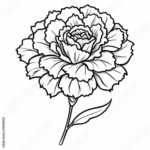 hand drawn carnation flower outline illustration 