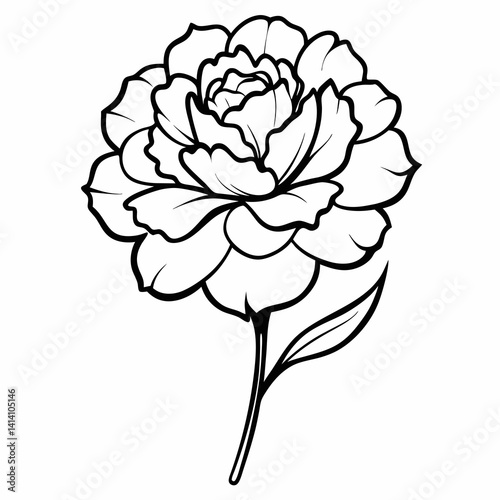 hand drawn carnation flower outline illustration 