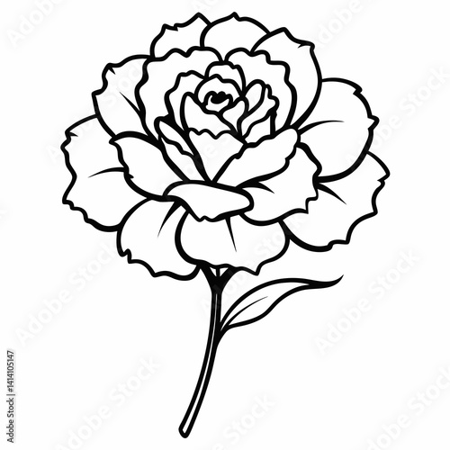 hand drawn carnation flower outline illustration 