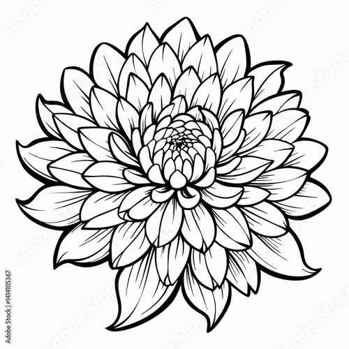 hand drawn chrysanthemum flower outline illustration 