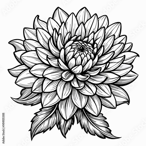 hand drawn chrysanthemum flower outline illustration 