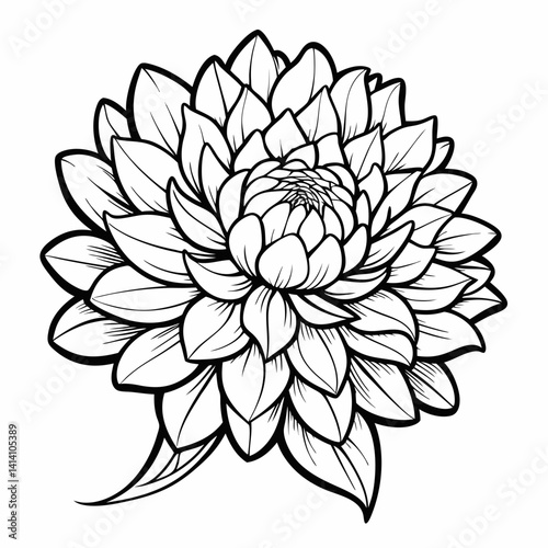 hand drawn chrysanthemum flower outline illustration 
