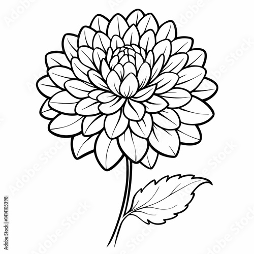 hand drawn chrysanthemum flower outline illustration 
