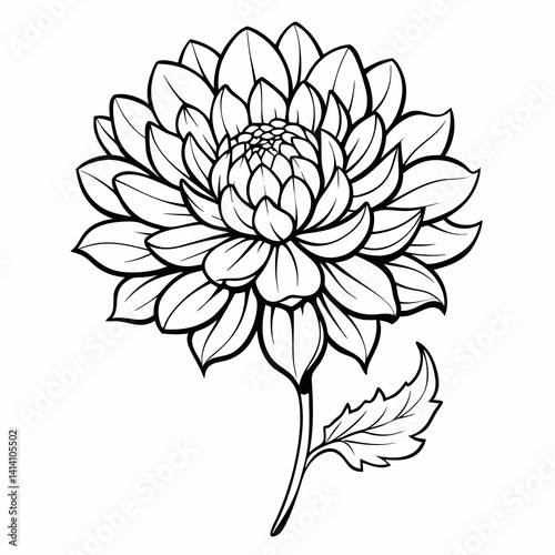 hand drawn chrysanthemum flower outline illustration 