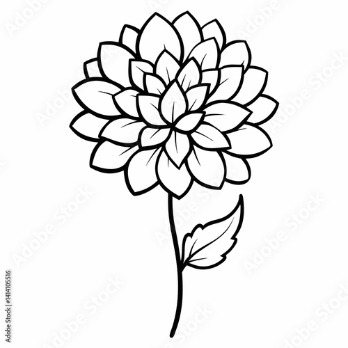 hand drawn chrysanthemum flower outline illustration 
