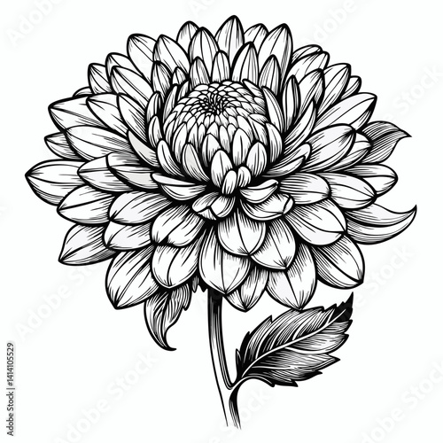 hand drawn chrysanthemum flower outline illustration 