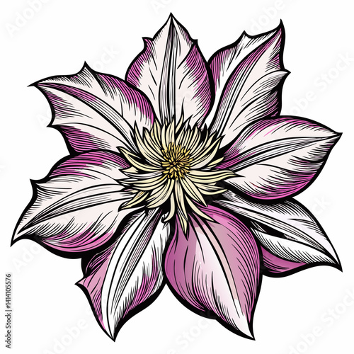 hand drawn clematis flower outline illustration 