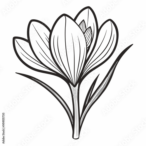 crocus hand drawn crocus flower outline illustration 