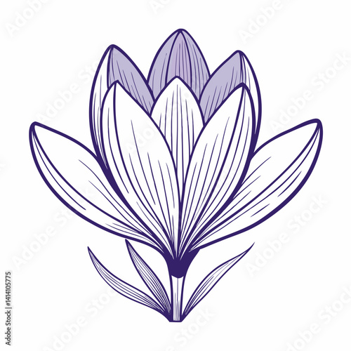 crocus hand drawn crocus flower outline illustration 