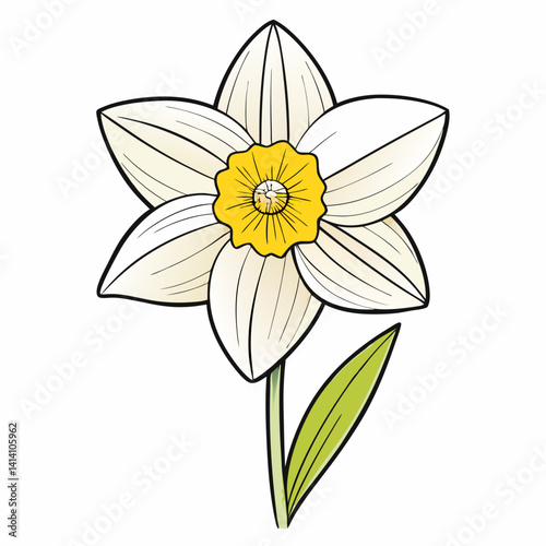hand drawn daffodil flower outline illustration 