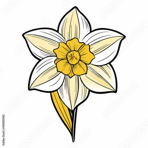 hand drawn daffodil flower outline illustration 