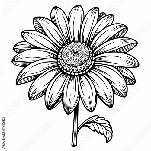 hand drawn daisy flower outline illustration 