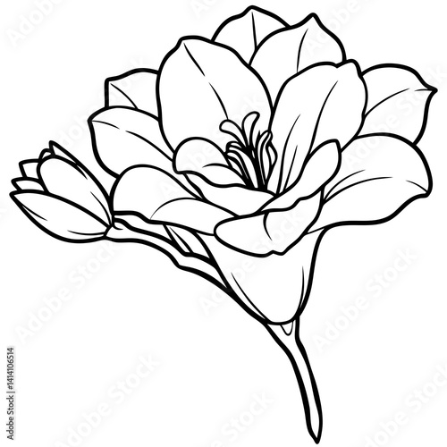 hand drawn freesia flower outline illustration 
