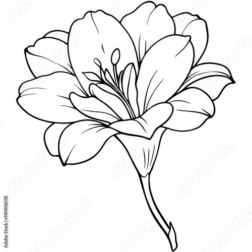 hand drawn freesia flower outline illustration 