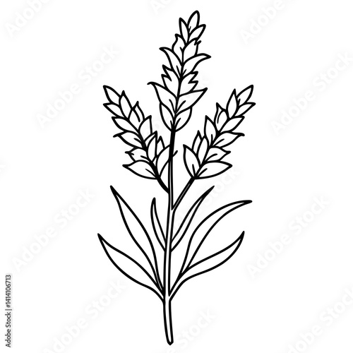 hand drawing flower outline