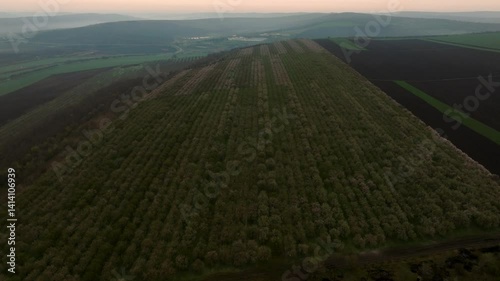 High angle view of a field with rows of blooming almond trees