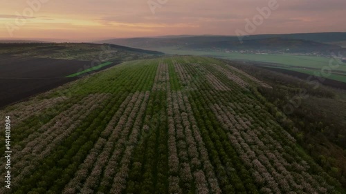 Cinematic drone view of a field with rows of blooming and non-blooming almond trees with white flowers at sunrise