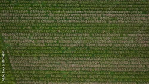 Top down view of the texture formed by rows of almond trees in a field