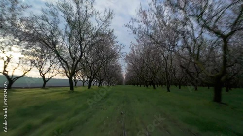 Cinematic high speed FPV drone flight between rows of blooming almond trees, rising above the canopies and over the field to a higher altitude