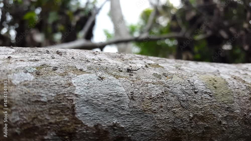 View of thrips on a tree trunk. 4k footage focused on the foreground. Perfect for a documentary about the beauty of the mountains. View of thrips on a tree trunk. 4k footage focused on the foreground. Perfect for a documentary about the beauty of the mountains.