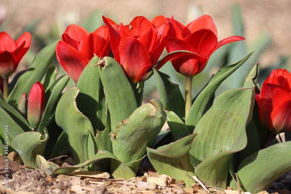Ταπετσαρία Red Kaufmanniana tulip (Water-lily Tulip or Tulipa kaufmanniana) flowers in spri